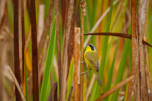 Southern Yellowthroat