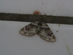 Chloroclystis rubroviridis