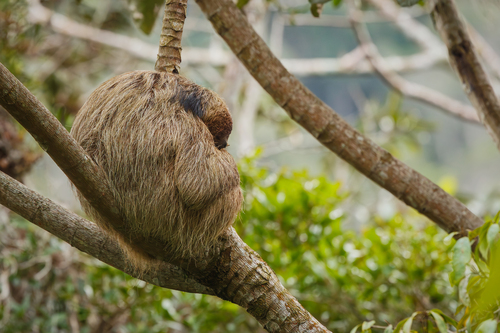 Southern Maned Sloth