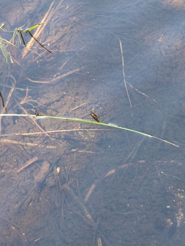 iNaturalist observation photo of Limnoporus notabilis