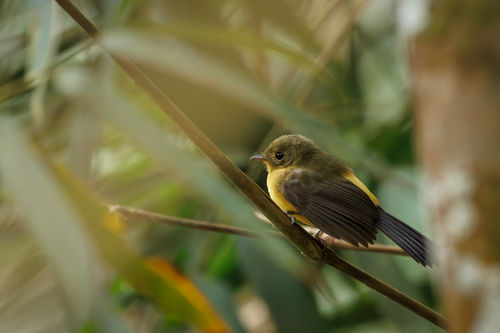 Black-tailed Flycatcher