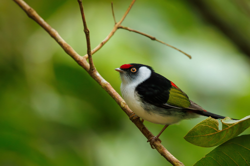 Pin-tailed Manakin