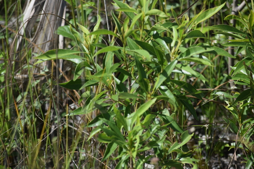 Sideroxylon salicifolium, photograph 4