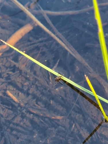 iNaturalist observation photo of Insects