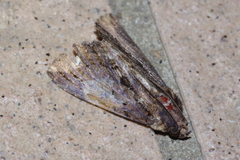 Ercheia dubia