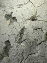 Eremochrysa punctinervis