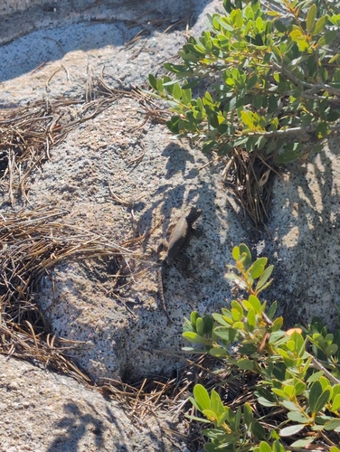 iNaturalist observation photo of Common Sagebrush Lizard