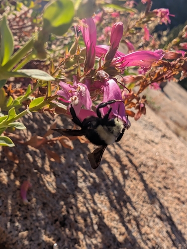 iNaturalist observation photo of Yellow-faced Bumble Bee