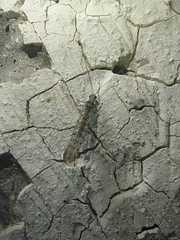 Eremochrysa punctinervis