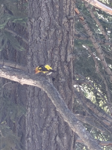 iNaturalist observation photo of Western Tanager