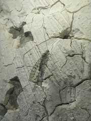 Eremochrysa punctinervis