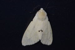 Spilarctia seriatopunctata