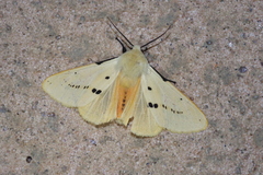 Spilarctia seriatopunctata