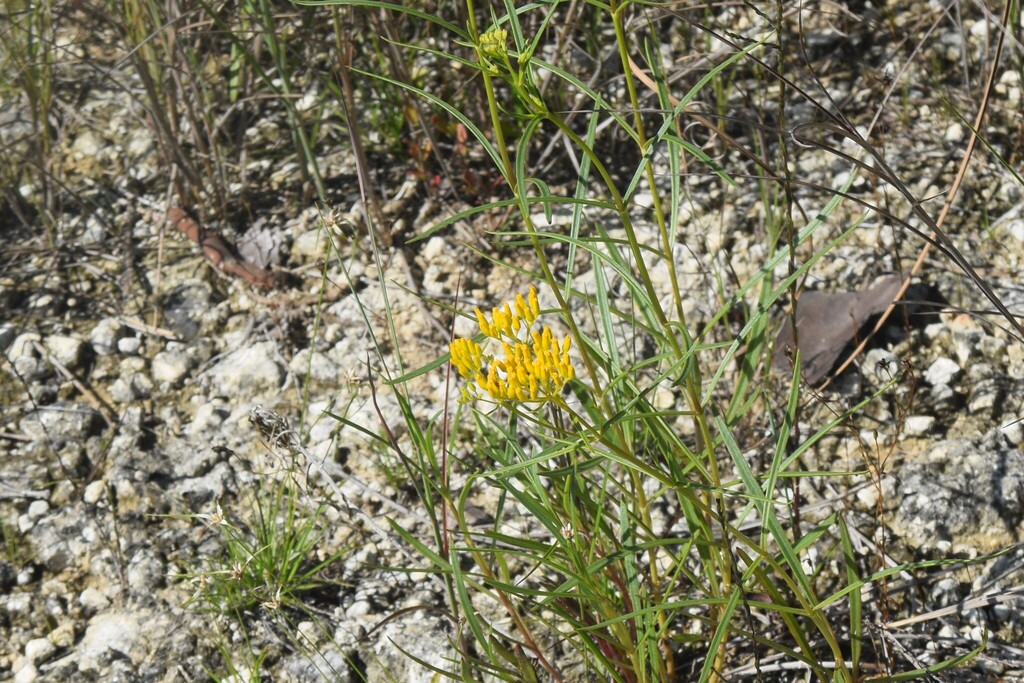 Flaveria linearis; photograph (c) William Harmon, some rights reserved (CC BY)