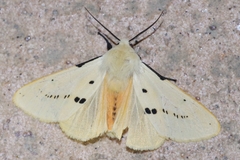 Spilarctia seriatopunctata