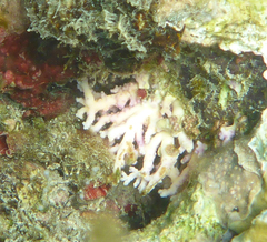 Stylaster roseus