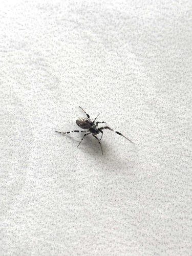 Ninja-star Ceiling Spider