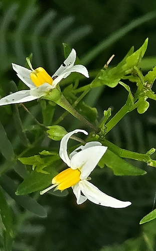 Texas nightshade