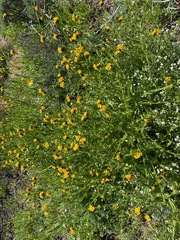 Amsinckia spectabilis