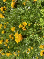 Amsinckia spectabilis