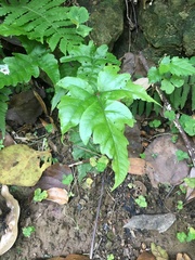 Tectaria phaeocaulis