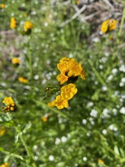 Amsinckia spectabilis