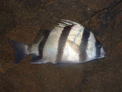 Genyatremus dovii