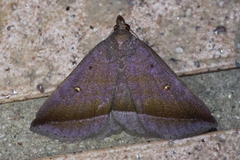 Hadennia obliqua