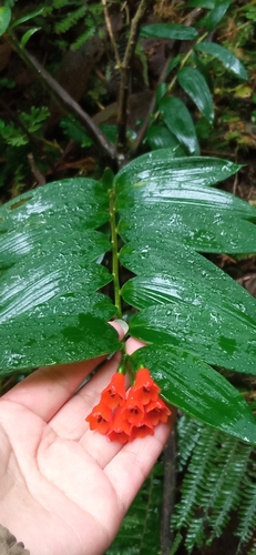 Bomarea distichifolia