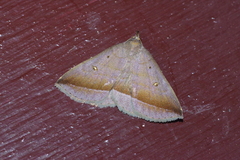 Hadennia obliqua