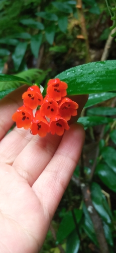 Bomarea distichifolia, photograph 2