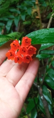 Bomarea distichifolia, photograph author not stated, no rights reserved