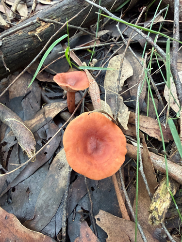 Lactarius eucalypti