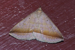 Hadennia obliqua