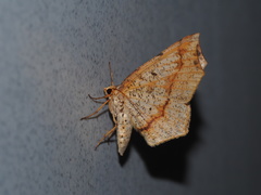 Pareclipsis umbrata