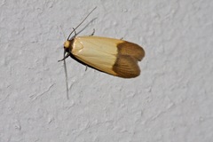 Tachystola stenoptera