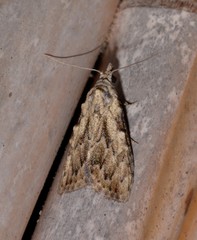 Nola pleurochorda