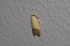 Tachystola stenoptera