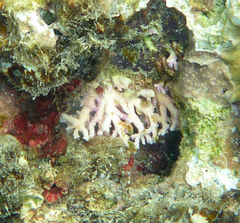 Stylaster roseus