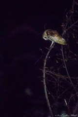 Tyto alba