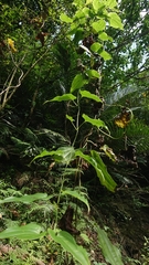 Stemona tuberosa
