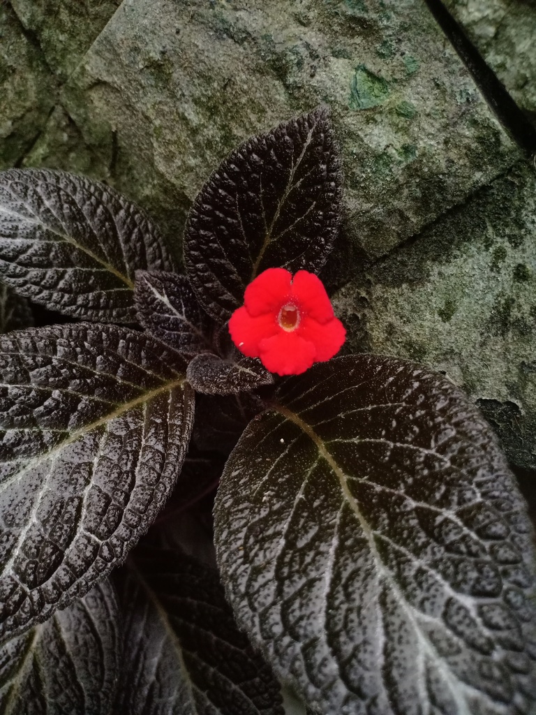 Episcia cupreata — an easy houseplant, prefers partial sun light