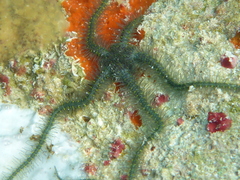 Ophiothrix oerstedii