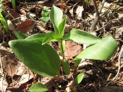Lilium tsingtauense