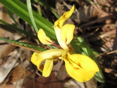Iris minutoaurea