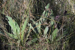 Cirsium horridulum, photograph (c) William Harmon, some rights reserved (CC BY)