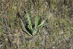 (c) William Harmon, some rights reserved (CC BY) Cirsium horridulum, photograph (c) William Harmon, some rights reserved (CC BY)
