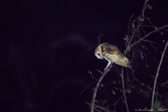 Tyto alba