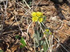 Tephroseris kirilowii