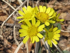 Tephroseris kirilowii